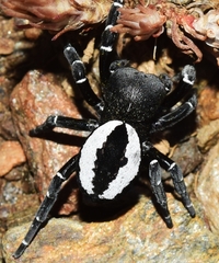 Eresus albopictus
