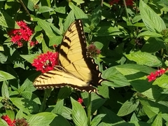 Papilio glaucus image