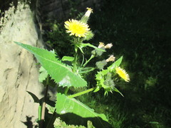 Sonchus oleraceus