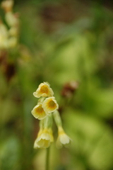 Primula veris