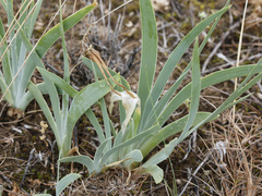 Iris scariosa