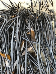 Laminaria sinclairii