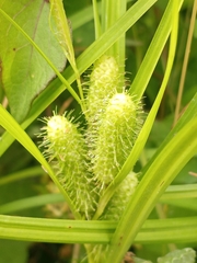 Carex frankii