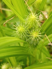 Carex frankii