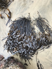 Laminaria sinclairii