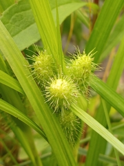 Carex frankii