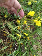 Linum pallasianum