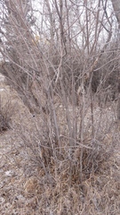 Syringa hyacinthiflora