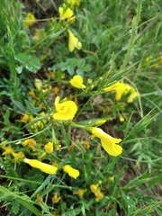 Linum pallasianum