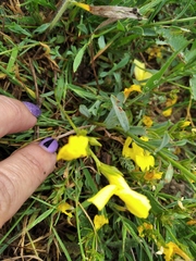 Linum pallasianum