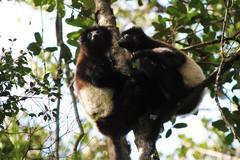 Propithecus edwardsi