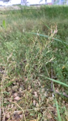 Poa bulbosa vivipara