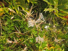 Epilobium confertifolium