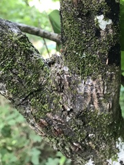 Frullania brittoniae