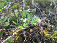 Ornithopus perpusillus