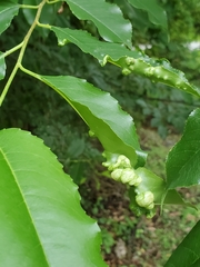 Taphrina deformans