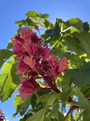 Aesculus hippocastanum