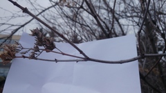 Syringa hyacinthiflora