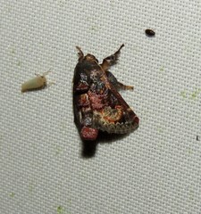 Euphobetron cupreitincta