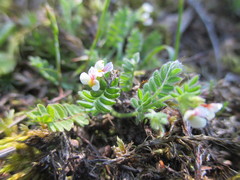 Ornithopus perpusillus