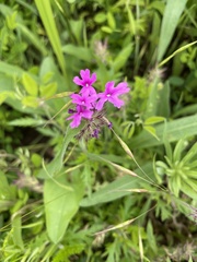 Glandularia canadensis