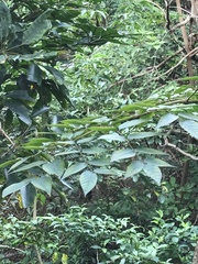 Aralia chinensis
