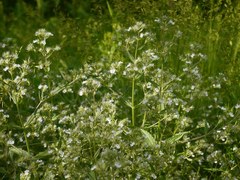 Nepeta parviflora