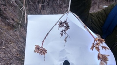 Syringa hyacinthiflora