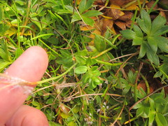 Epilobium confertifolium