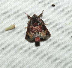 Euphobetron cupreitincta