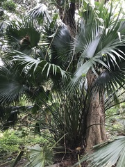 Livistona chinensis