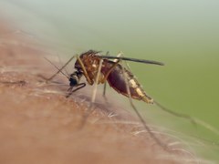 Aedes cinereus