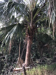 Livistona chinensis
