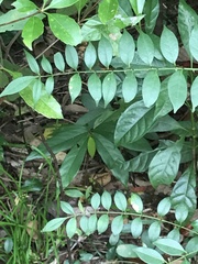 Zanthoxylum scandens