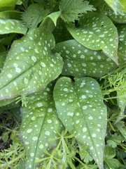 Pulmonaria saccharata