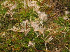 Epilobium confertifolium