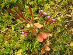 Epilobium confertifolium