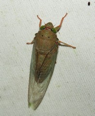 Carineta rufescens