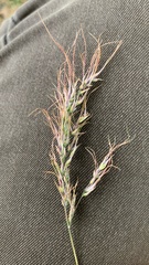 Poa bulbosa vivipara