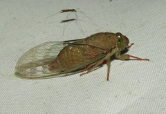 Carineta rufescens
