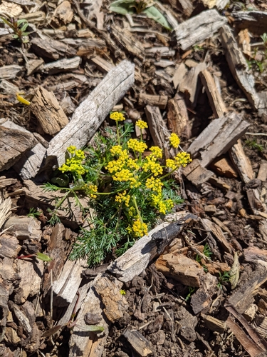 Image of Lomatium sandbergii by no rights reserved