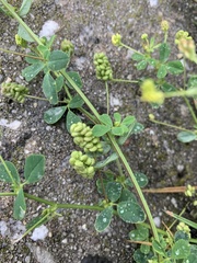 Medicago lupulina