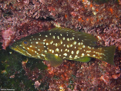 Island Grouper
