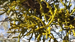 Phoradendron juniperinum