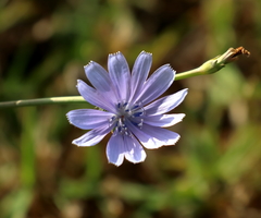 Cichorium endivia