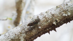 Diceroprocta bulgara