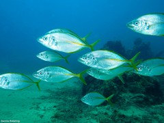 Pseudocaranx dentex