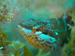 Serranus papilionaceus