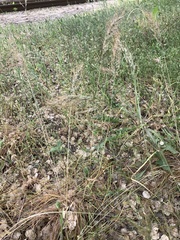 Poa bulbosa vivipara