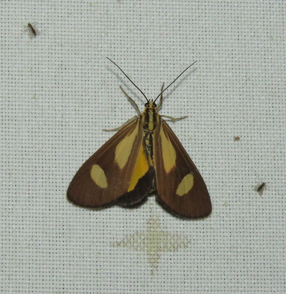 Phaeochlaena amazonica